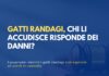 Gatti randagi, chi li accudisce risponde dei danni?