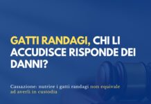 Gatti randagi, chi li accudisce risponde dei danni?